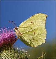 citron_146_1
