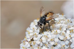 mouche