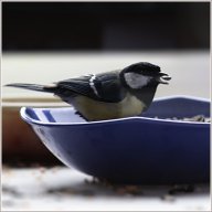 Mésange charbonnière