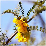 Sophora à petites feuilles