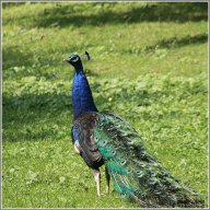 Paon bleu