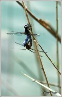 Libellules bleues