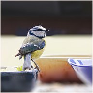 Mésange bleue