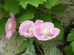 pavots