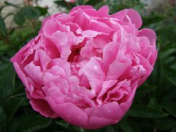 pivoine