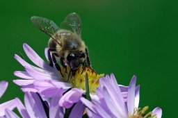 jordan-macro-abeille-5976