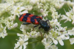 jordan-macro-bestiole-2103