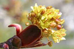 jordan-macro-bourgeon-1477