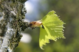 jordan-macro-bourgeon-1502
