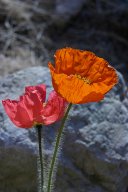 jordan-macro-coquelicots-6803