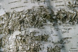 jordan-macro-ecorcebouleau-1507