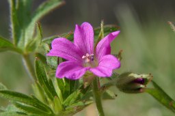 jordan-macro-fleurgeranium-1463