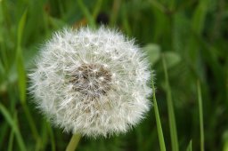 jordan-macro-fleurpiss-2083