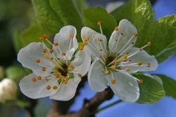 jordan-macro-fleurscerisier-1703