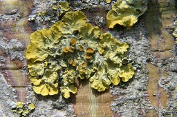 jordan-macro-lichens-1485