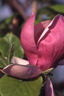 jordan-macro-magnolia-arg