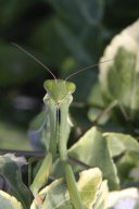 jordan-macro-mentherelig-3764