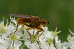 jordan-macro-mouche-2100