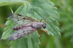 jordan-macro-mouche-2135