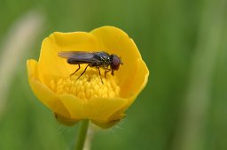 jordan-macro-moucheboutondor-2091