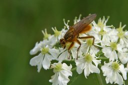 jordan-macro-mouchemarron-2093