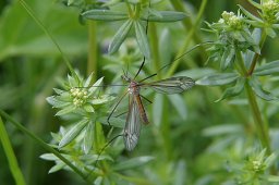 jordan-macro-moustique-2118