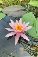 jordan-macro-nenuphar-3624