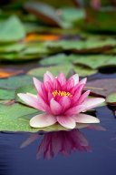jordan-macro-nenuphar-arg
