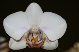 jordan-macro-orchideeface-2355