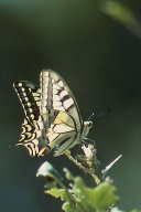 jordan-macro-papillon-arg