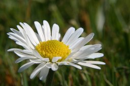 jordan-macro-paquerette-1437