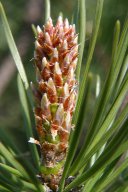 jordan-macro-pin-1441