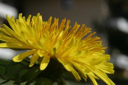jordan-macro-pissenlit-1430