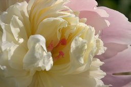 jordan-macro-pivoine-1386