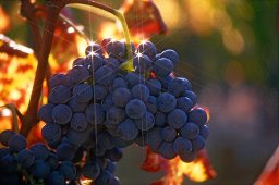jordan-macro-raisin-arg