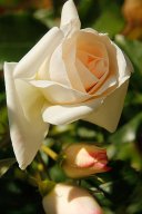 jordan-macro-roses-6068