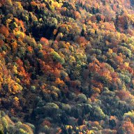 jordan-nature-foretautomne-0909