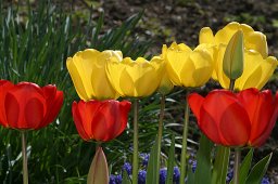 jordan-nature-tulipes-1637
