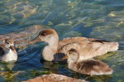jordan-oiseaux-canards-1469