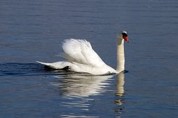 jordan-oiseaux-cygne-1174