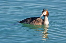 jordan-oiseaux-grebe-1785