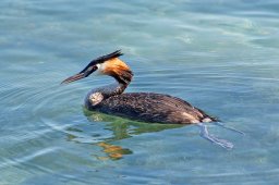 jordan-oiseaux-grebe-1897