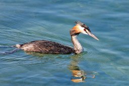 jordan-oiseaux-grebe-1902