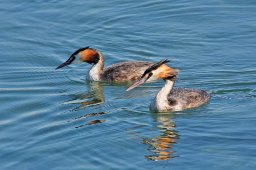 jordan-oiseaux-grebes-1889