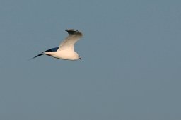 jordan-oiseaux-mouetteenvol-5395