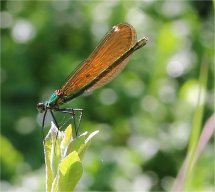 img_5609
