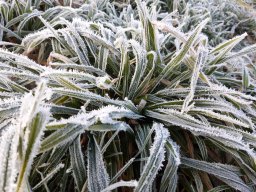 frozen