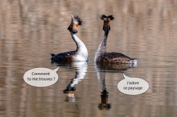 Scène de couple