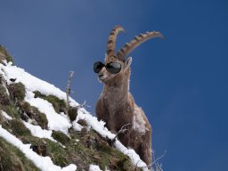 Les bouquetins aussi se protègent du soleil